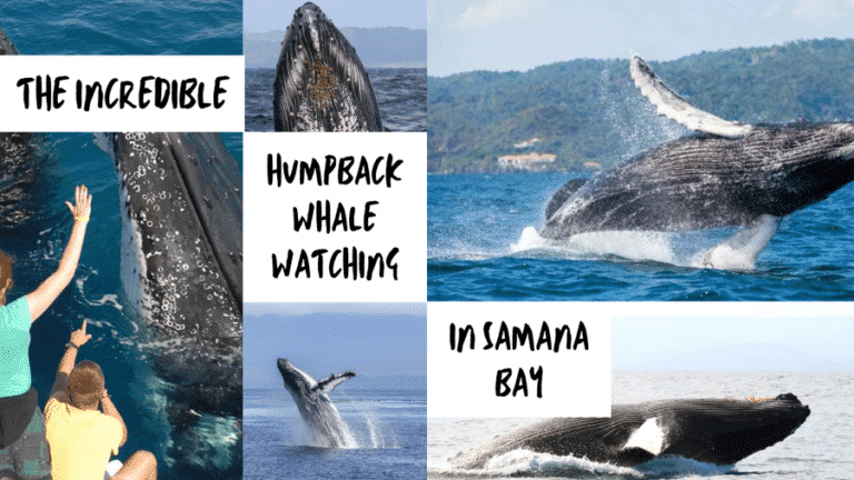 The incredible humpback whale watching in Samana Bay