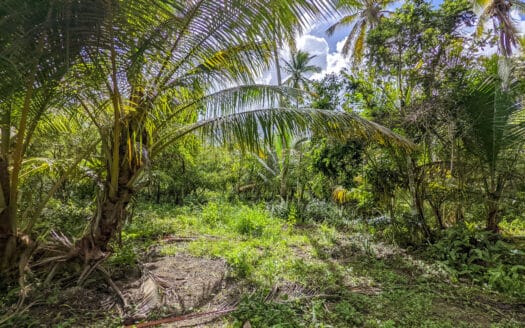 Land near the beach of Coson