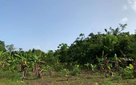 Convenient building lots in Barbacoa