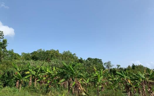 Convenient building lots in Barbacoa