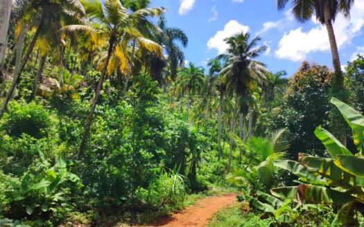 Exceptional land with hills above Coson beach