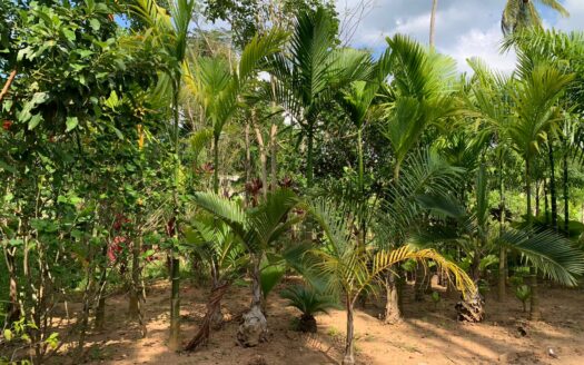 Incredible land opportunity near the beach