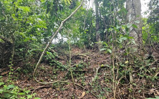 Lot with natural source and ocean view