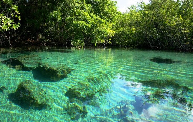 Still lagoon at Ojos Indígenas Ecological Reserve reflecting the surrounding palm trees and blue sky in Punta Cana