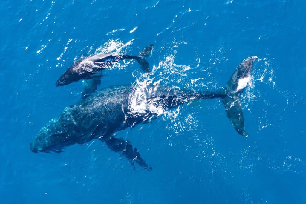 Humpback whale tail splashing in the waters of Samaná Bay during migration season