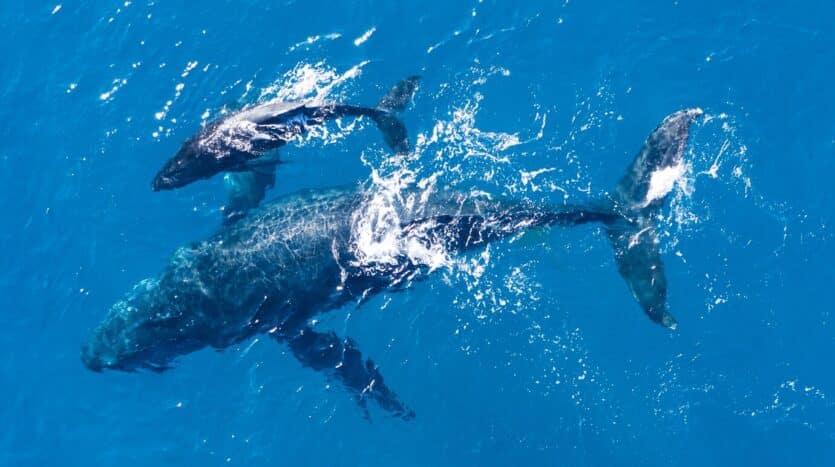 Humpback whale tail splashing in the waters of Samaná Bay during migration season