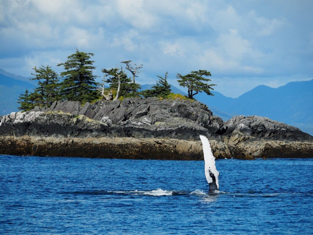 Tourists on a boat watching humpback whales in Samaná Bay