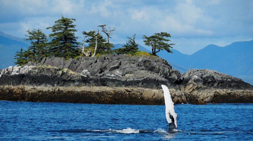 Tourists on a boat watching humpback whales in Samaná Bay