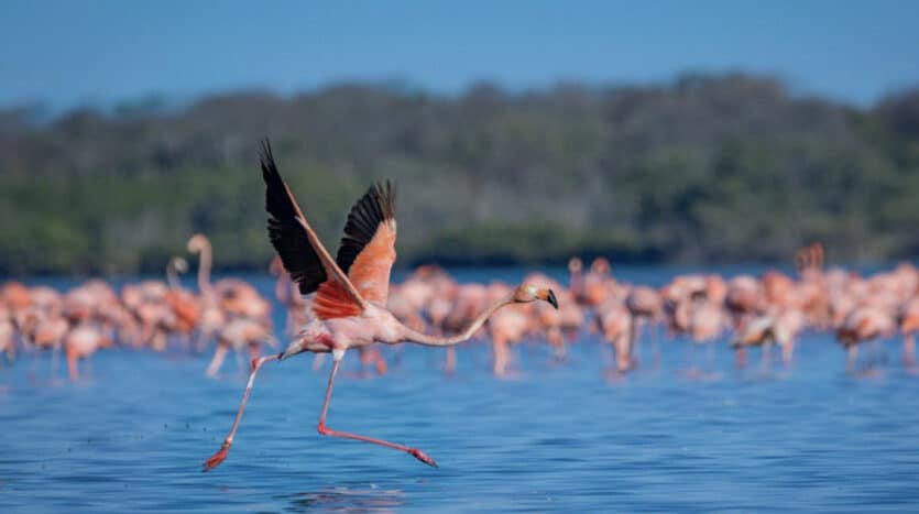 Flamingos wading in the salt lakes of Laguna de Oviedo