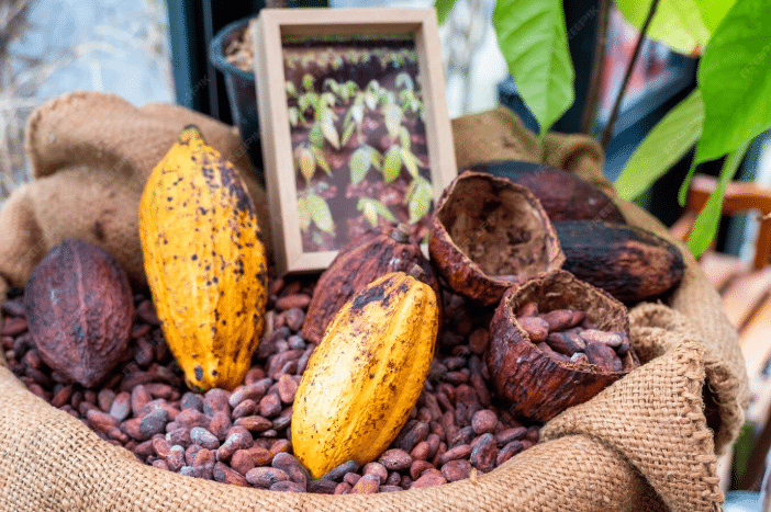 Tourists sampling handcrafted chocolate during a cacao plantation tour in the Dominican Republic.