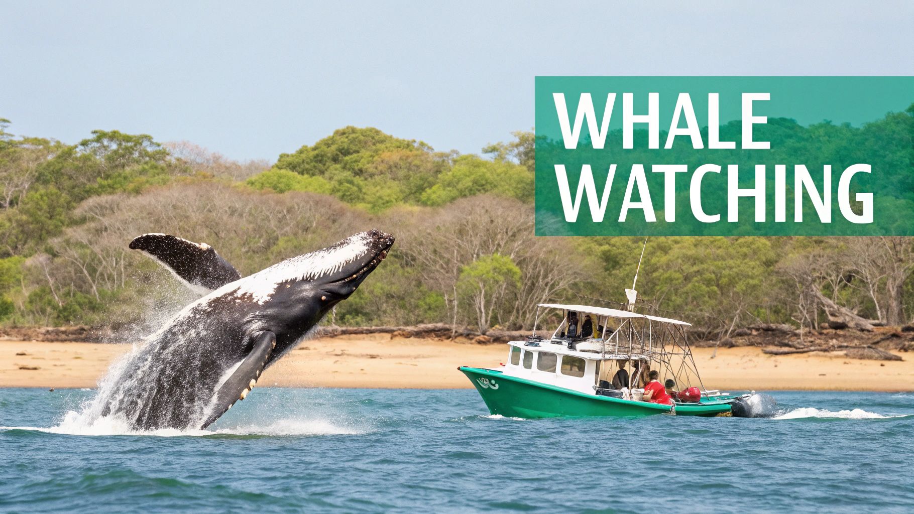 A majestic humpback whale breaches high out of the water next to a small whale watching boat.
